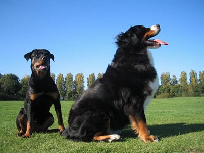 van de clemensberghoeve, Berner Sennnenhonden